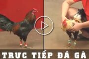 Xem đá trực trực tuyến hôm nay Vlott88